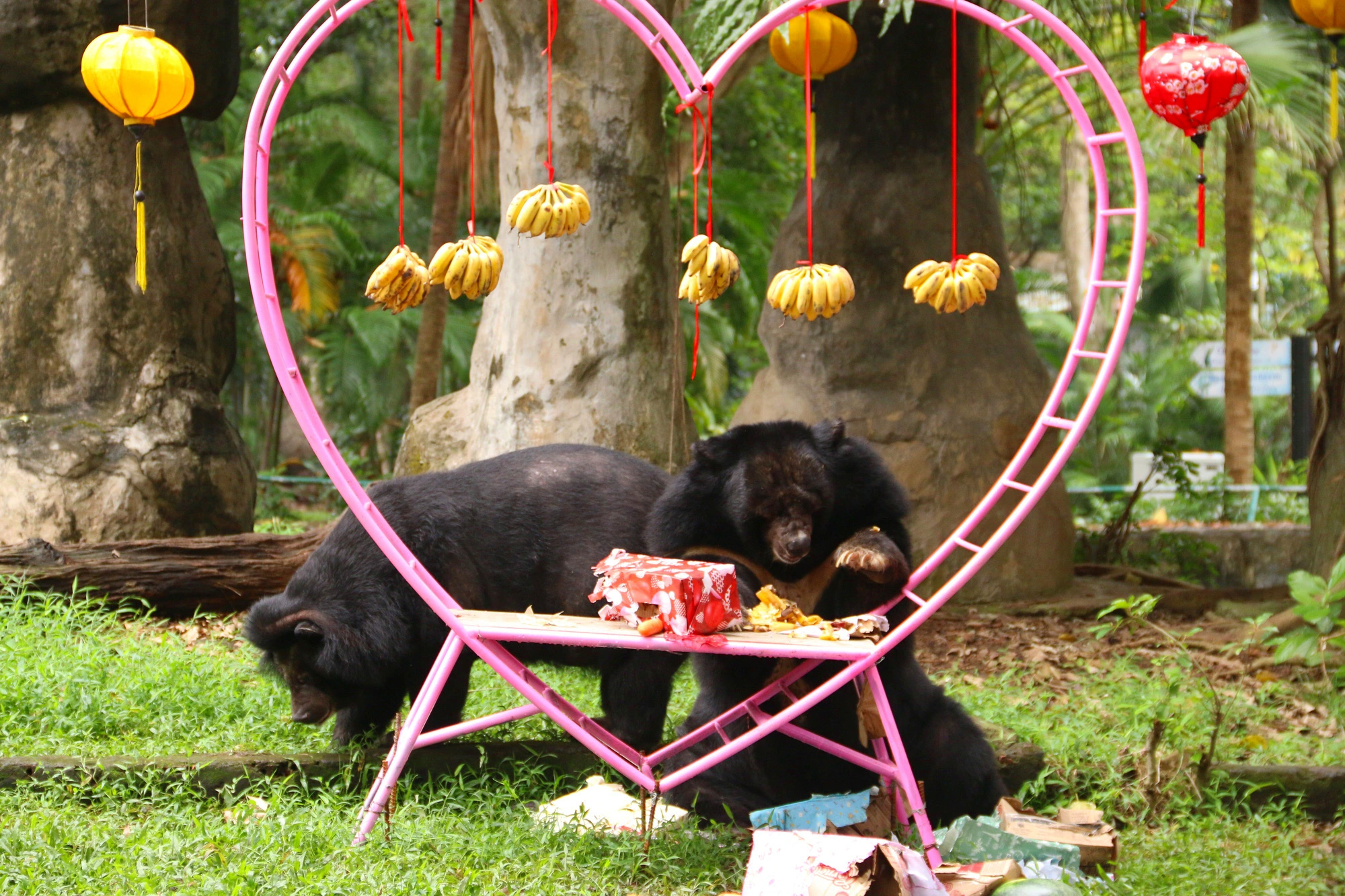 'Đám cưới ngọc trai' của cặp đôi gấu ngựa tại Thảo cầm viên nhân ngày Valentine - Ảnh 4.